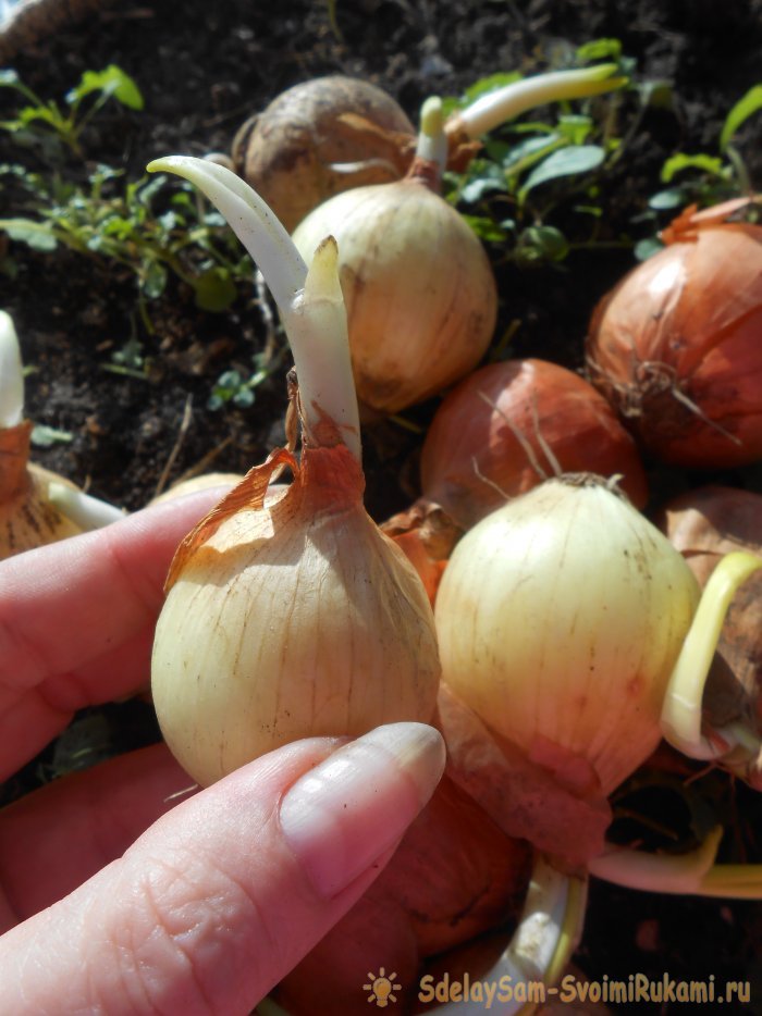 Все секреты быстрого выращивания зеленого лука на подоконнике - Замена луковиц на новые
