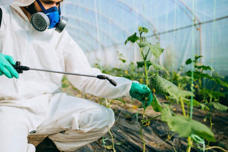 обработка растений пестицидами