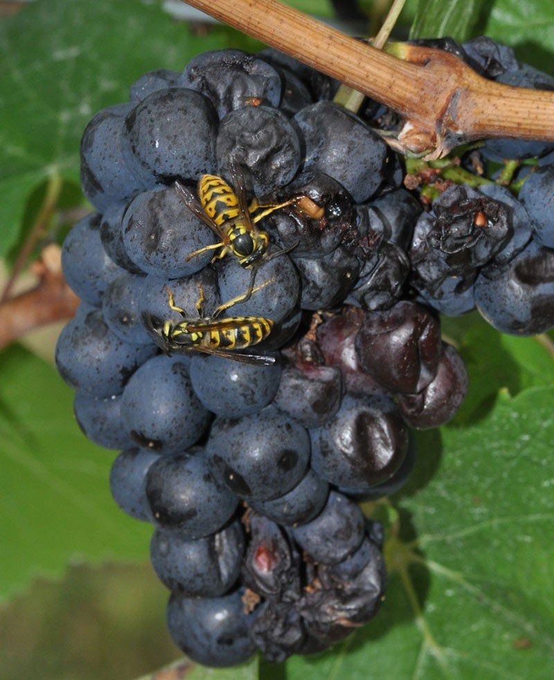 вредители винограда осы