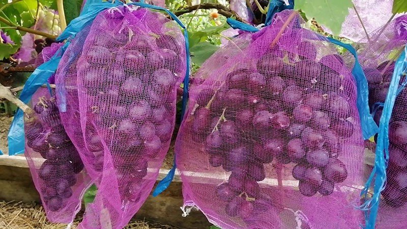 защита винограда