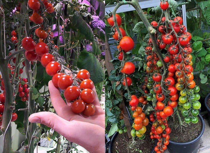как вырастить помидор Рапунцель на балконе