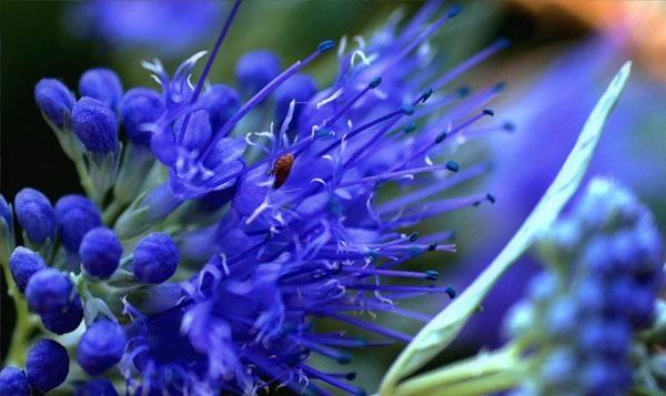 цветет кариоптерис