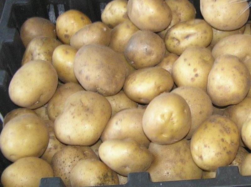 сорт картофеля тимо ханккиян