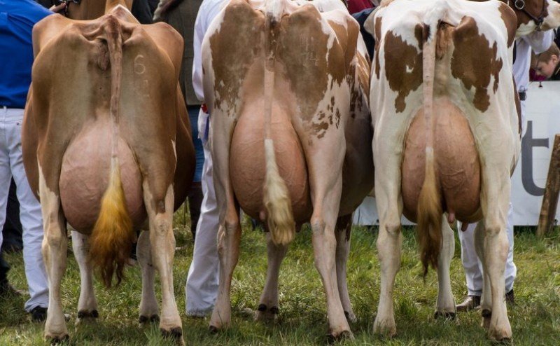 какими должны быть молочные коровы