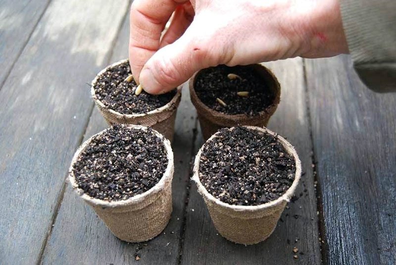 посев огурцов для выращивания рассады
