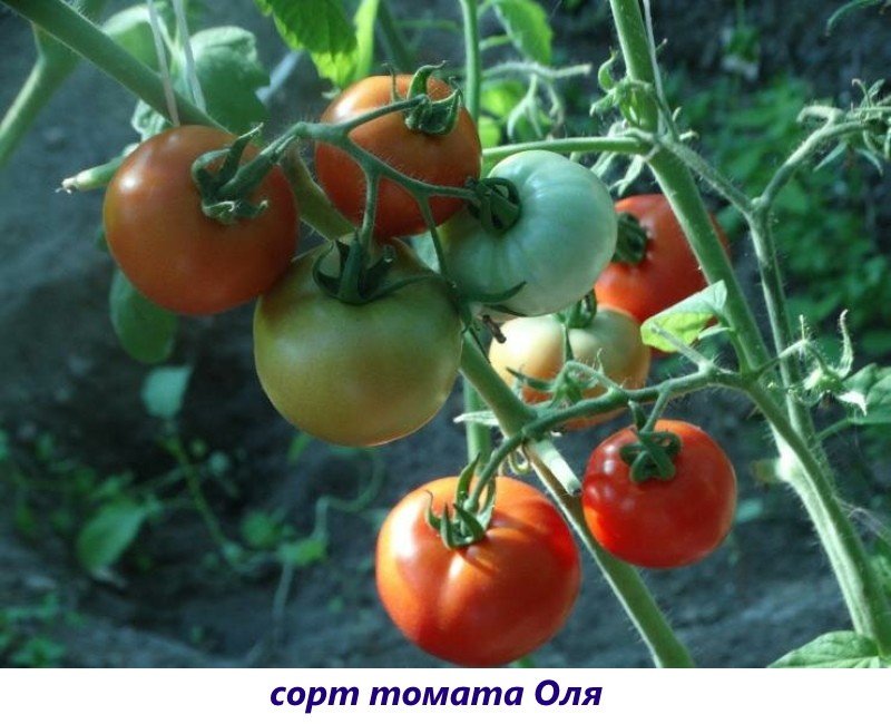 томат оля