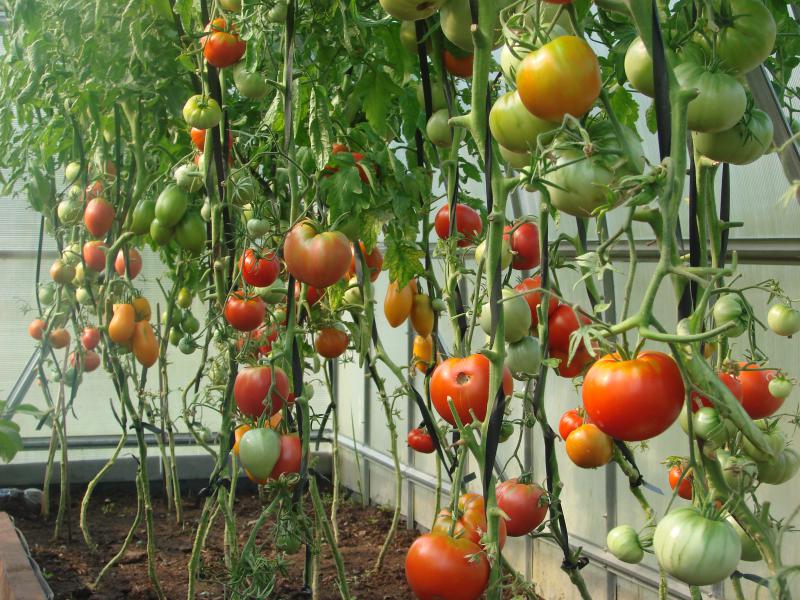 как избежать растрескивания томатов
