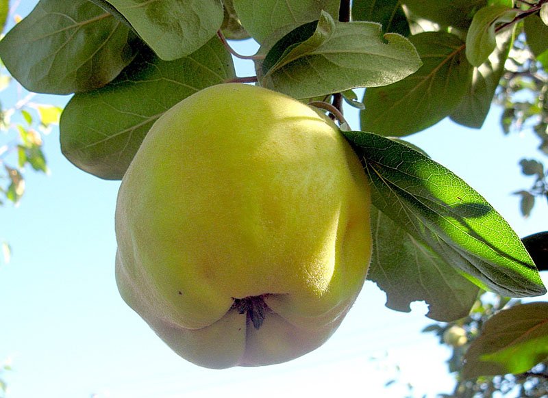 плод похож на яблоко