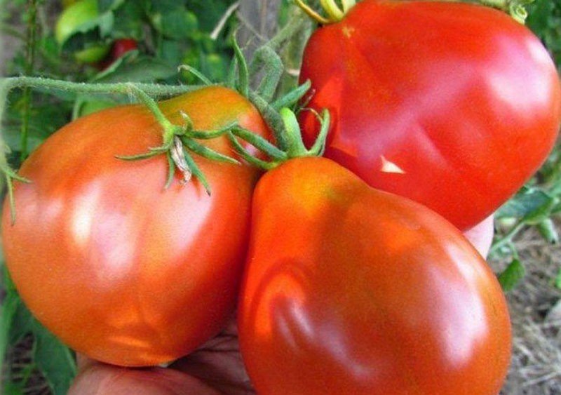 плоды томатов необычной формы