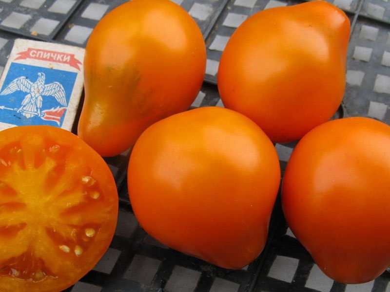 сорт помидор японский трюфель оранжевый