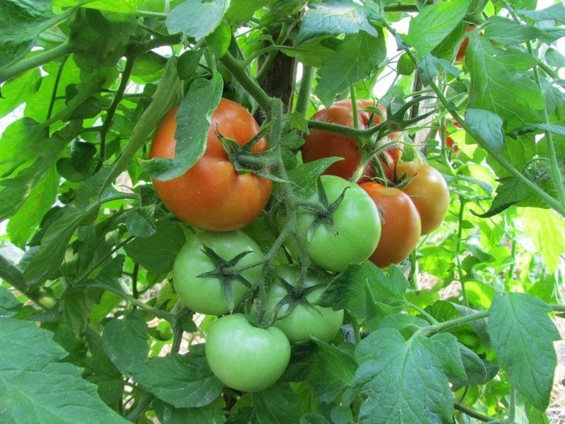выращивание томатов Президент