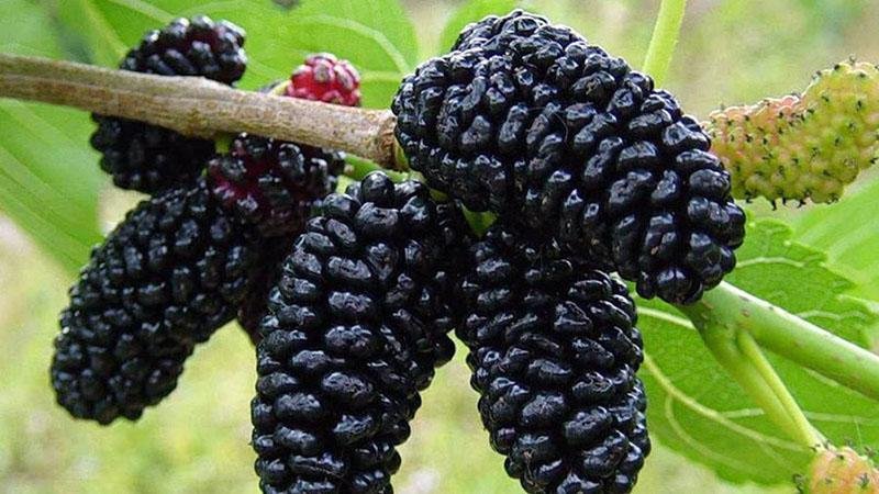 черные плоды шелковицы