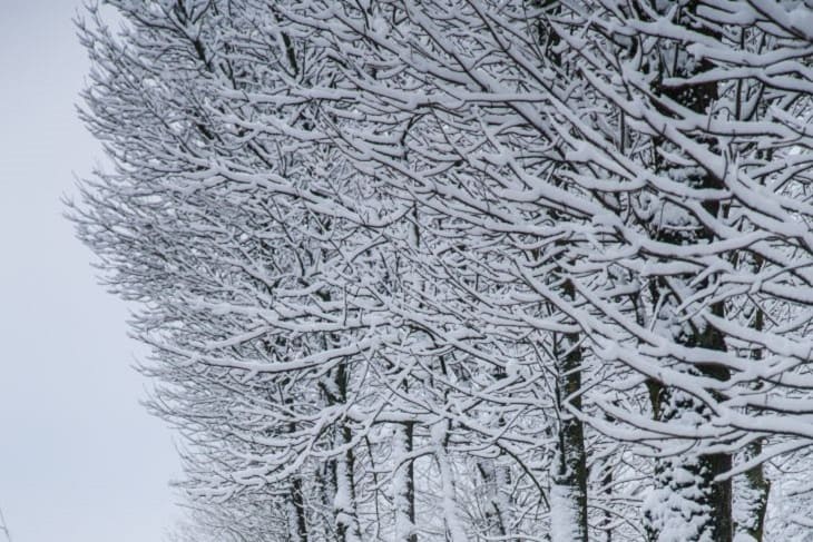 Зима, деревья