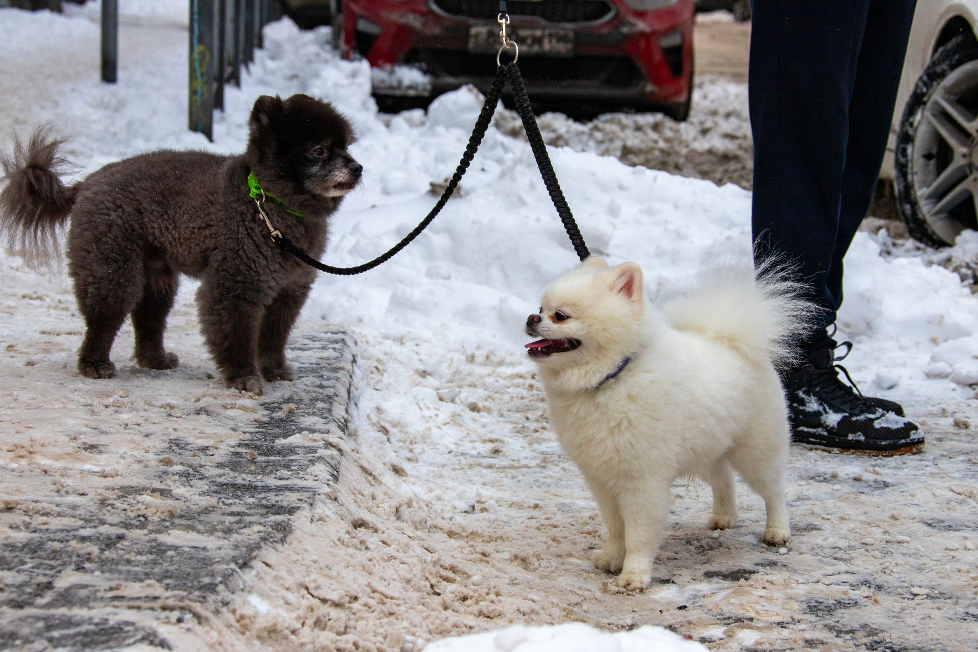 Ветеринар Шустрова дала рекомендации по выгулу собаки зимой