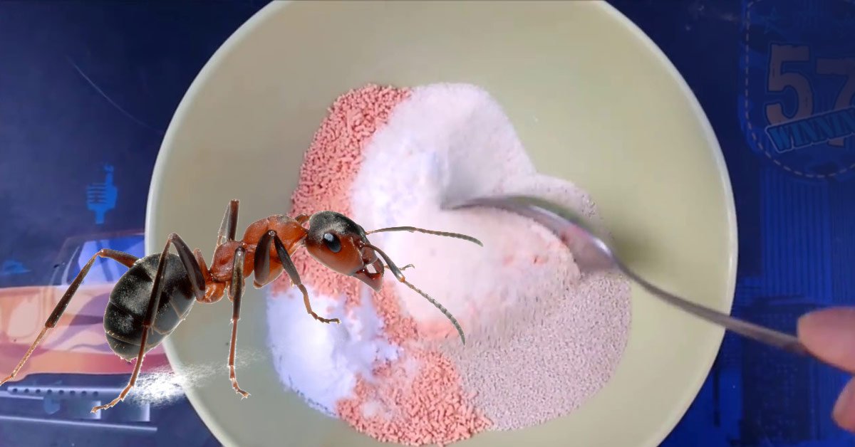 Как выдворить муравьев с участка подручными порошками