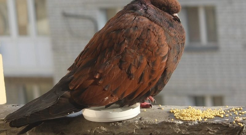 как кормить голубей