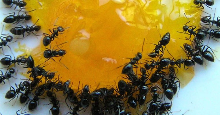 Как выдворить муравьев с участка подручными порошками