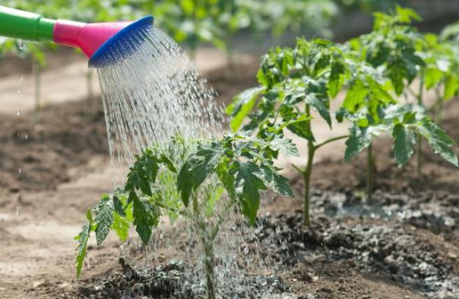 10 действенных советов сохранить влагу в саду и на огороде