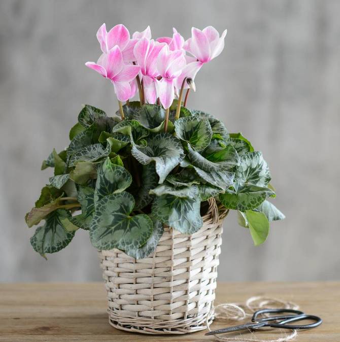 Как привлечь в дом счастье, любовь и достаток с помощью домашних растений!