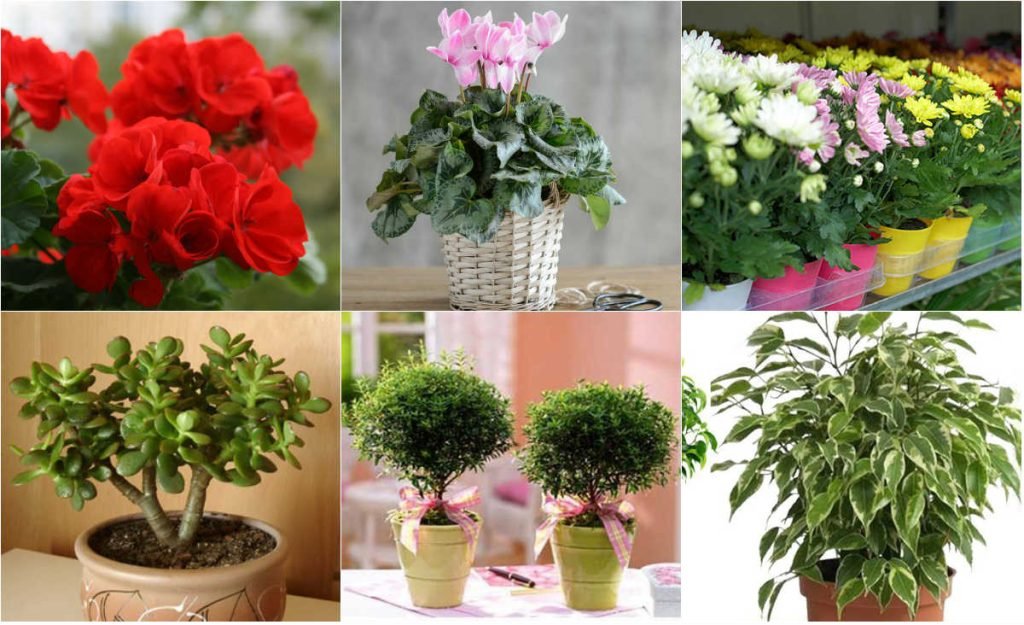 Как привлечь в дом счастье, любовь и достаток с помощью домашних растений!