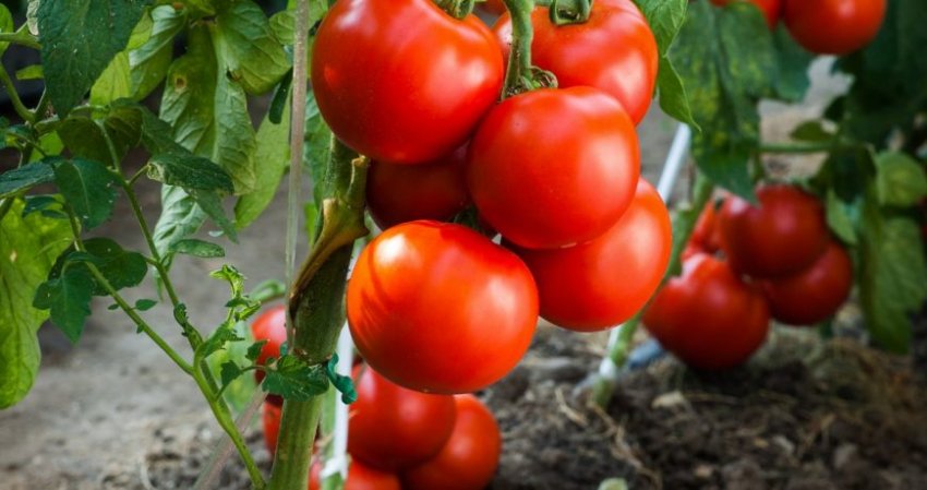 Лунный календарь подскажет: когда сажать томаты, огурцы и перец в феврале 2023 года