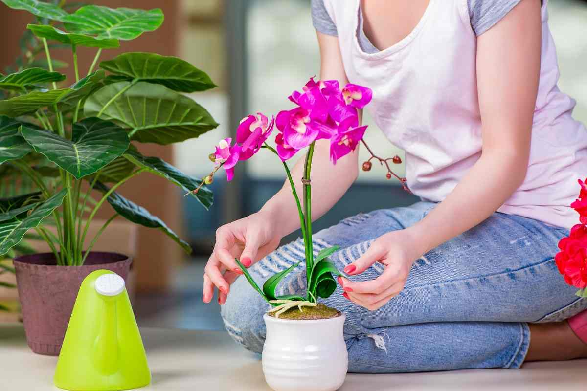 Чем полить орхидею, чтобы она выбросила сразу несколько цветоносов