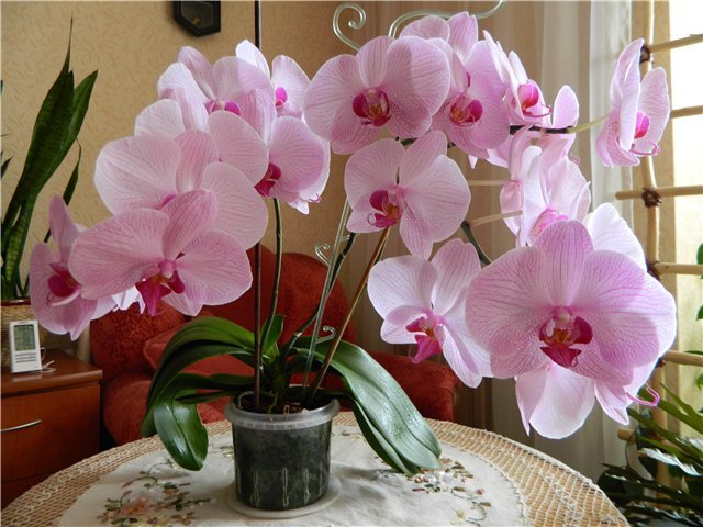 Как заставить цвести орхидею. Секреты цветоводов