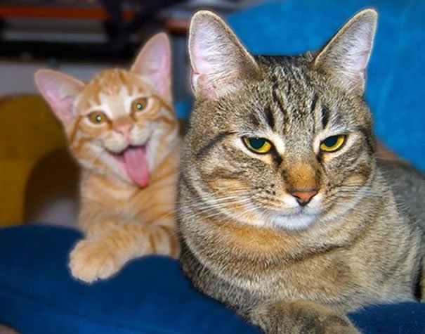 Коты, которые все испортили! Топ-20 смешных фотографий со случайно попавшими в кадр котами.