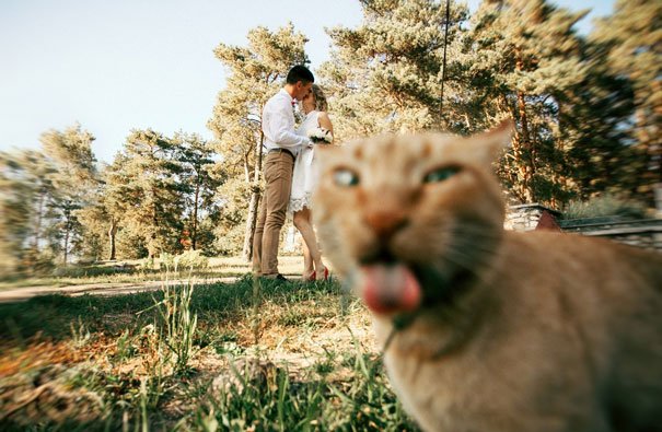 Коты, которые все испортили! Топ-20 смешных фотографий со случайно попавшими в кадр котами.