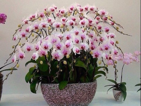 Как заставить цвести орхидею. Секреты цветоводов