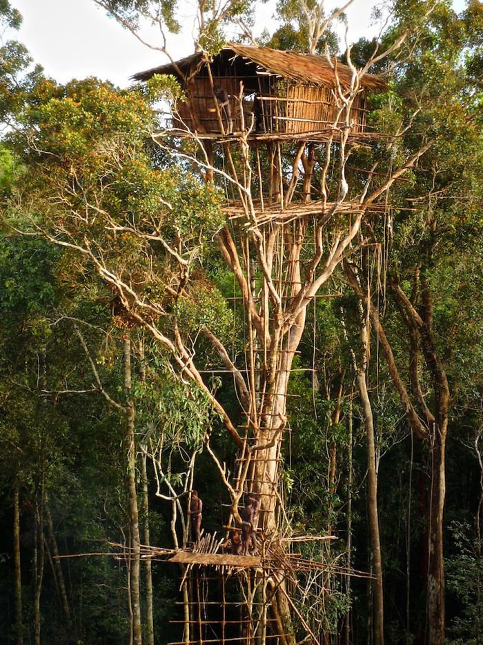 Топ-20 удивительных домов на деревьях со всего мира