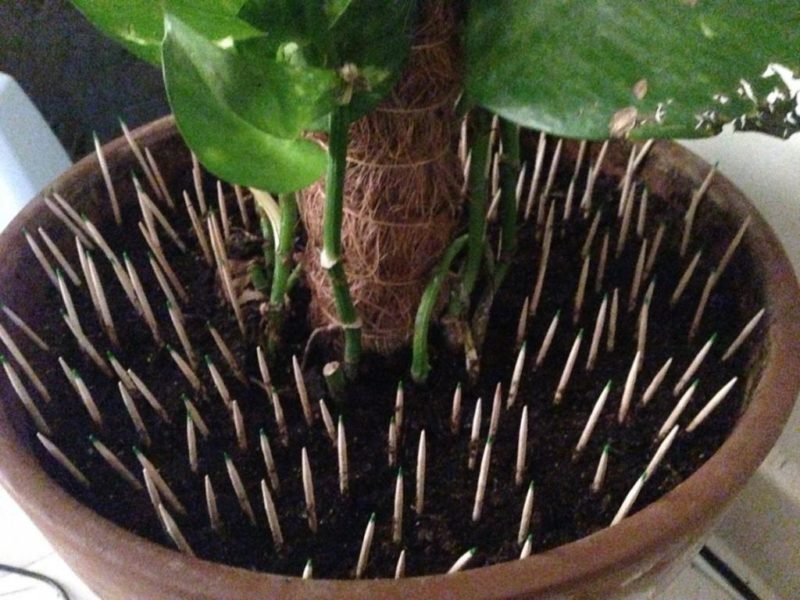 Зачем в горшки с увядающими растениями втыкать спички и как это работает
