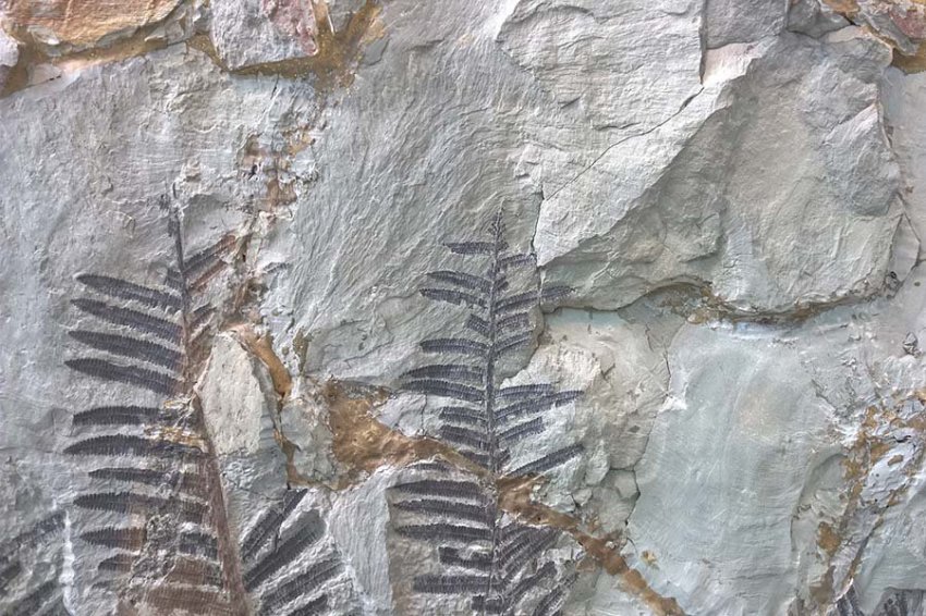 Место окаменелостей в Шотландии - «Розеттский камень» для понимания ранней жизни