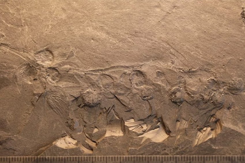 Китайские палеонтологи обнаружили окаменелости растения возрастом около 170 млн лет