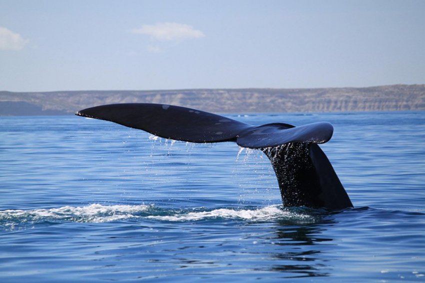 Загадочный парадокс того, как киты избегают рака, нашел новое решение