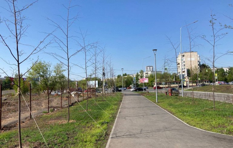 На улице около строящегося храма в Челябинске погибли 55 деревьев