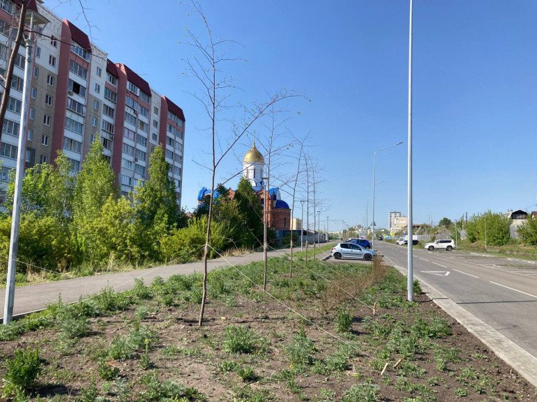 На улице около строящегося храма в Челябинске погибли 55 деревьев