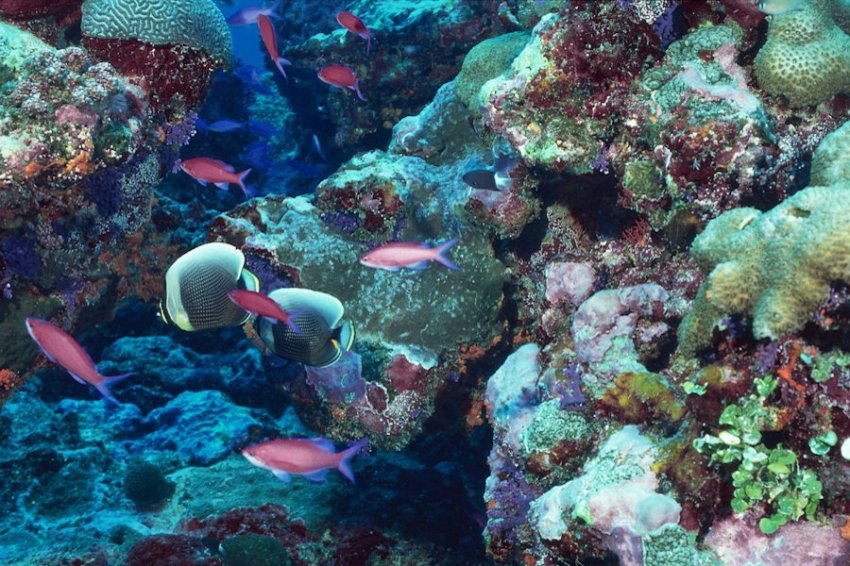 Более 5000 новых видов обнаружено в тихоокеанском районе добычи полезных ископаемых