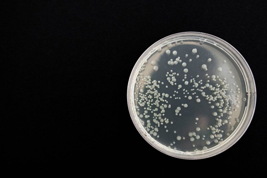 Бактерии добывают редкоземельные элементы лучше, чем люди