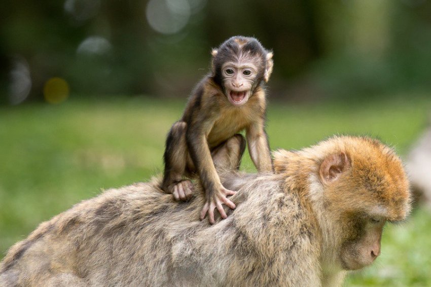 Биологи объяснили эволюционную роль мастурбации у приматов