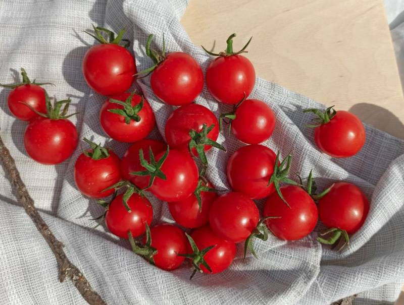 Черри зимой: как правильно заморозить помидоры, чтобы насладиться их вкусом в холодное время года