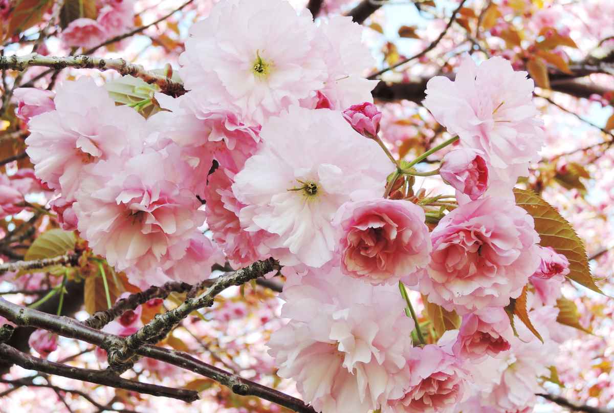 весна Япония