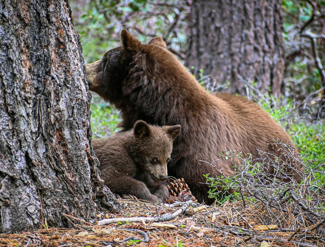Медведи, изображение иллюстративное.  Фото: Unisplash