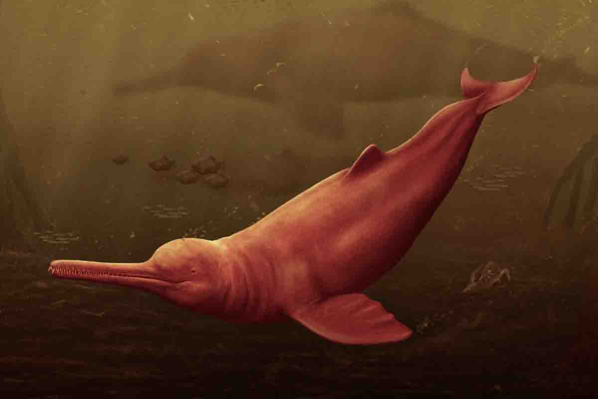 ископаемое гигантского дельфина