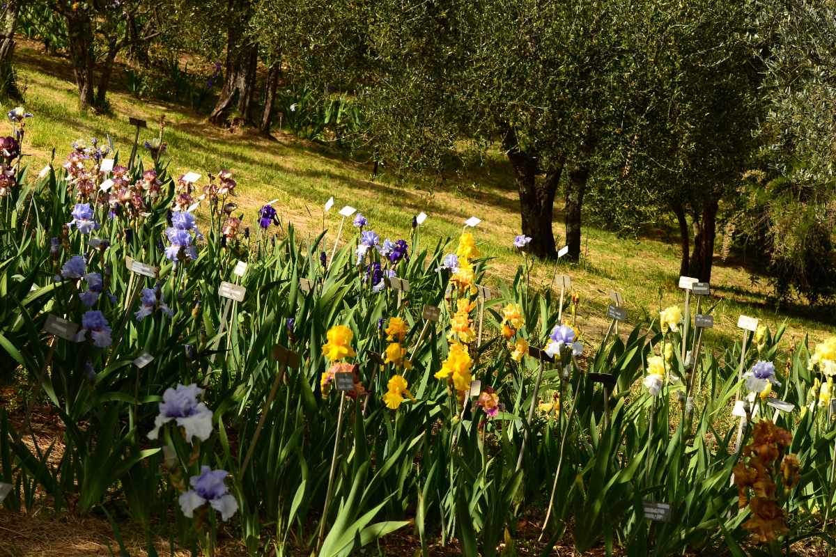 Ирисовый сад во Флоренции 